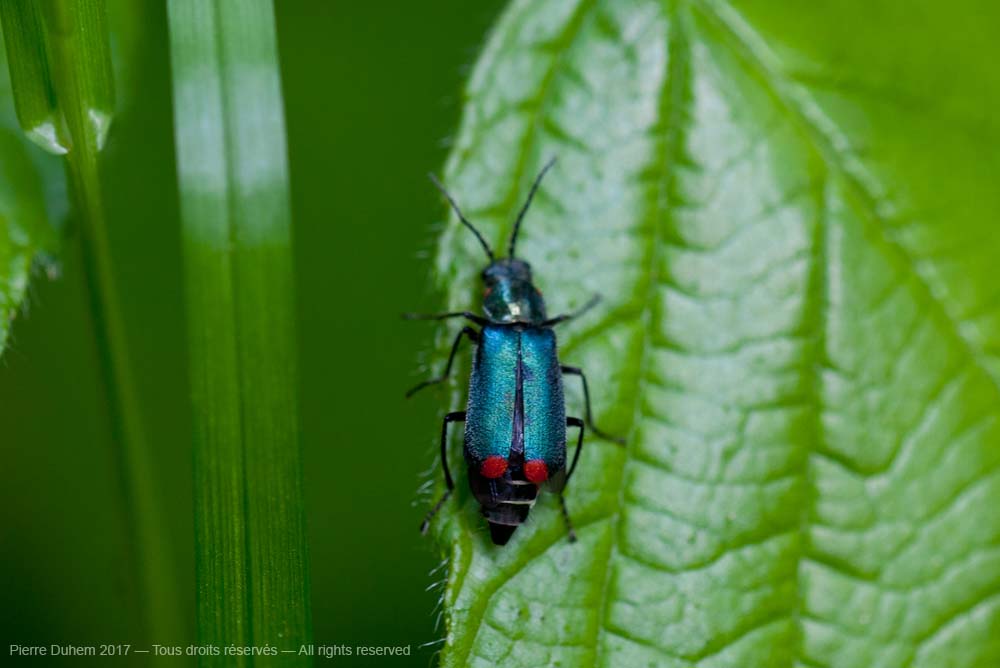 Malachius bipustulatus