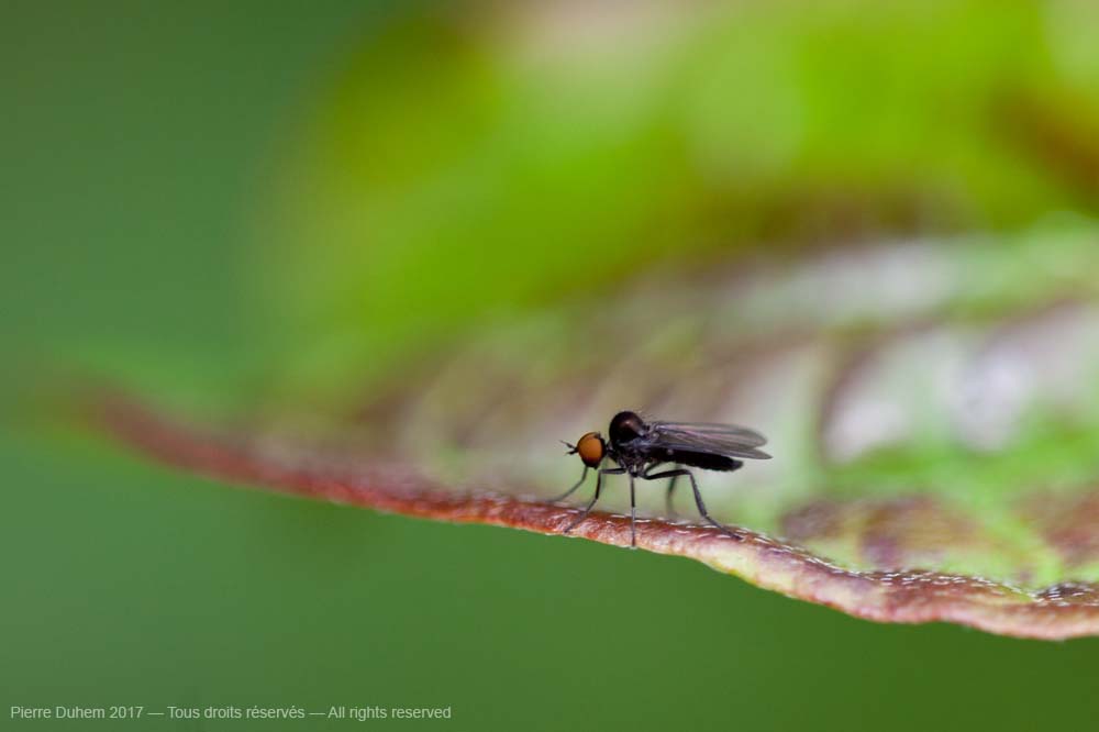Bicellaria sp.