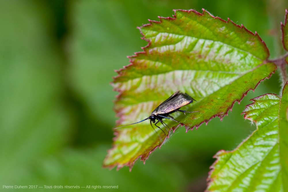 Adela reaumurella