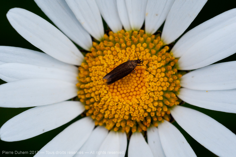 Scythris sp.
