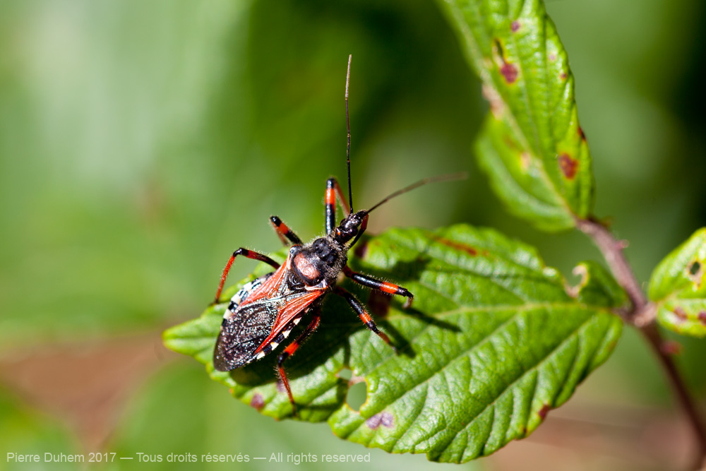 Rhynocoris cuspidatus