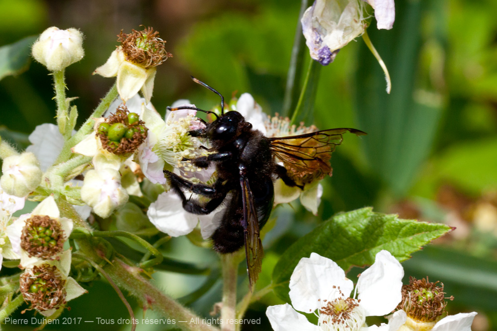 Xylocopa violacea