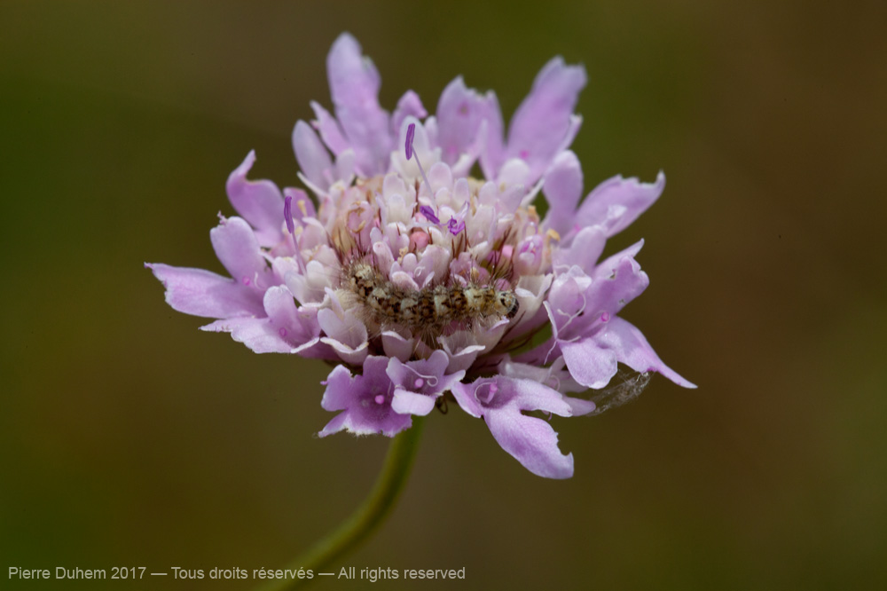 Nola chlamitulalis