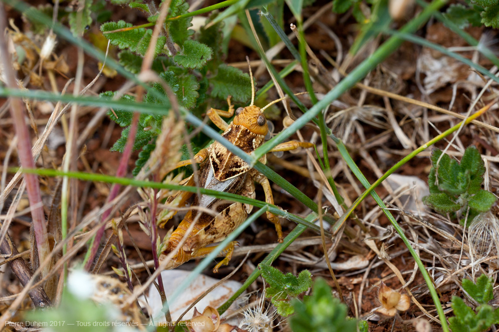 Prionotropis hystrix azami