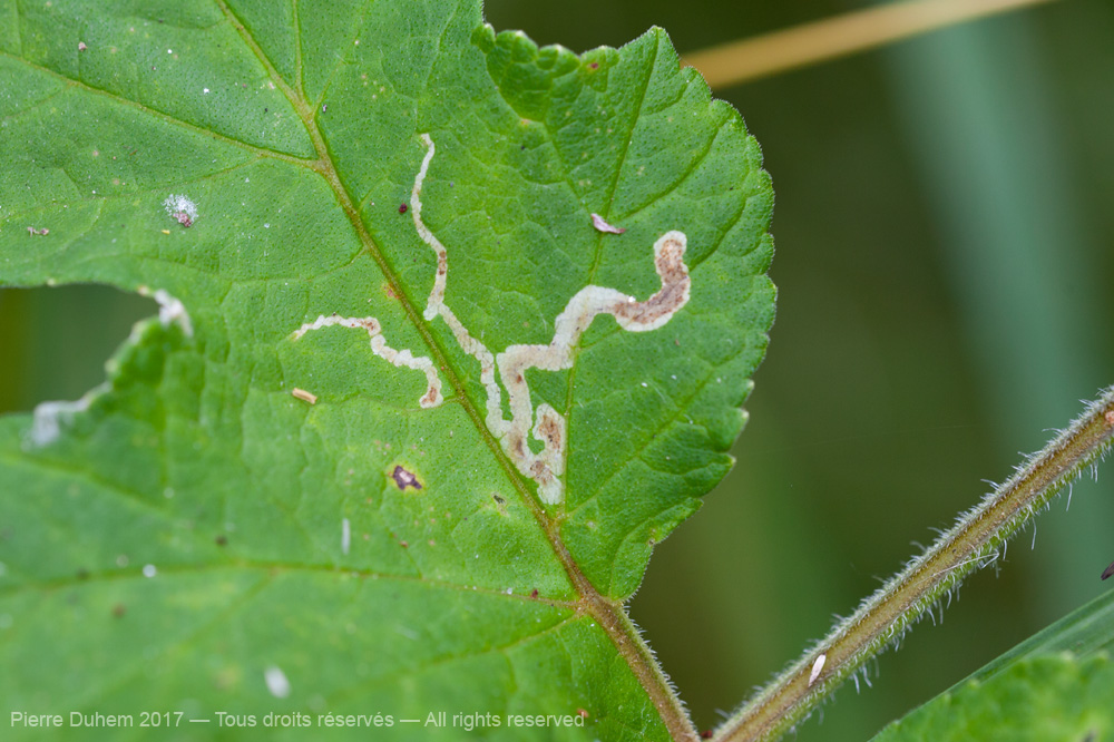 Phytomyza spondylii