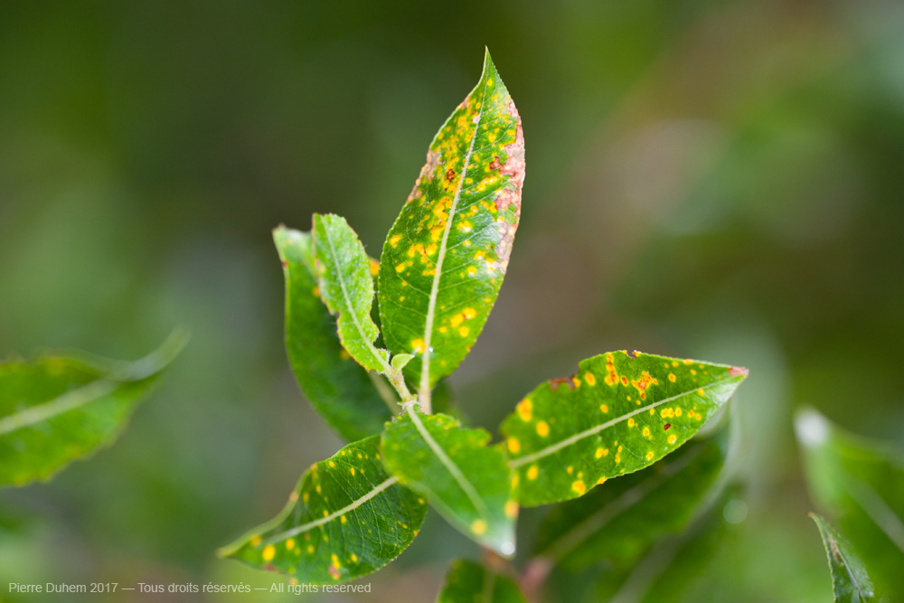 Melampsora epitea