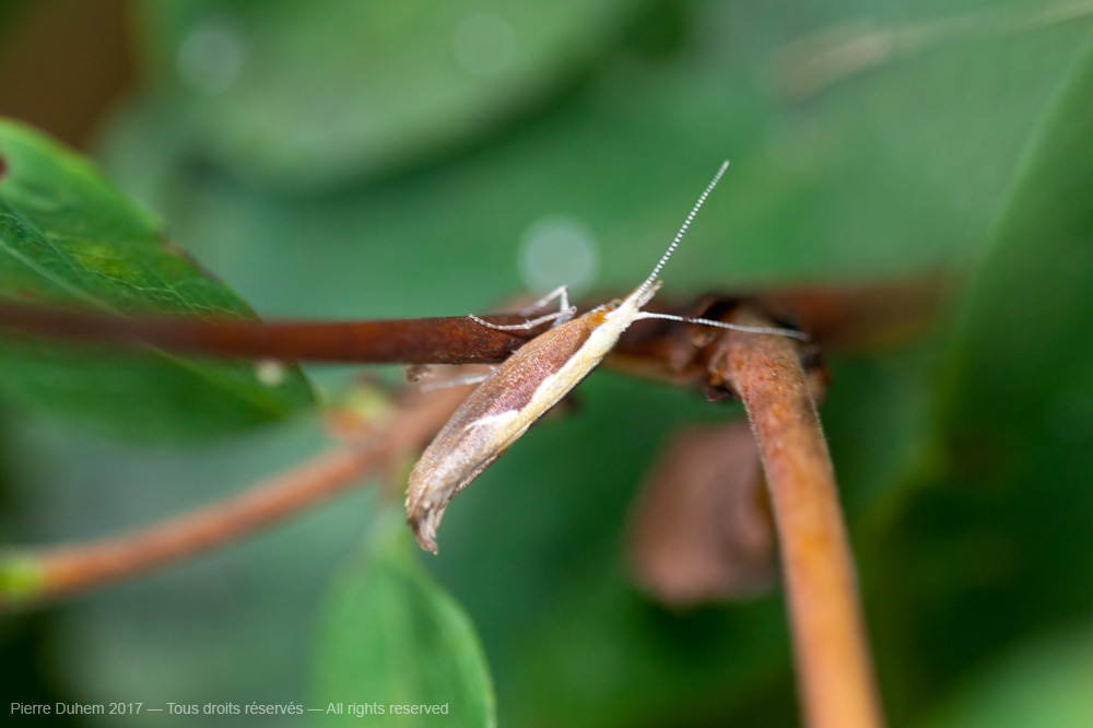 Ypsolopha dentella