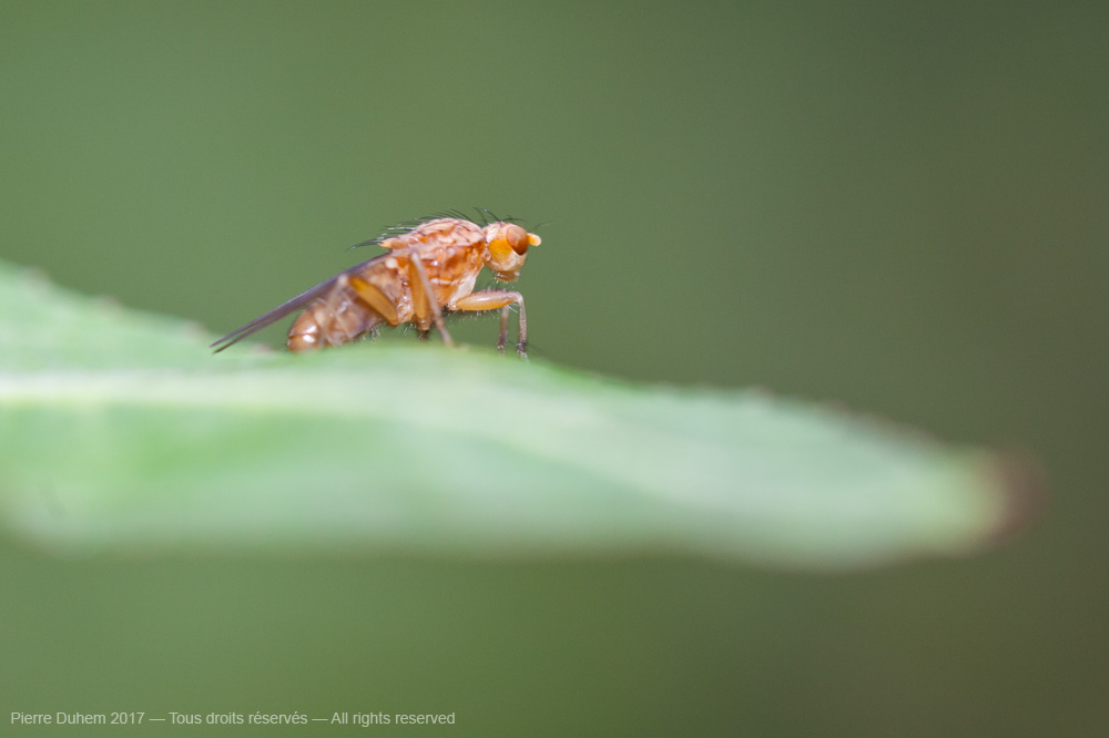 Opomyza florum