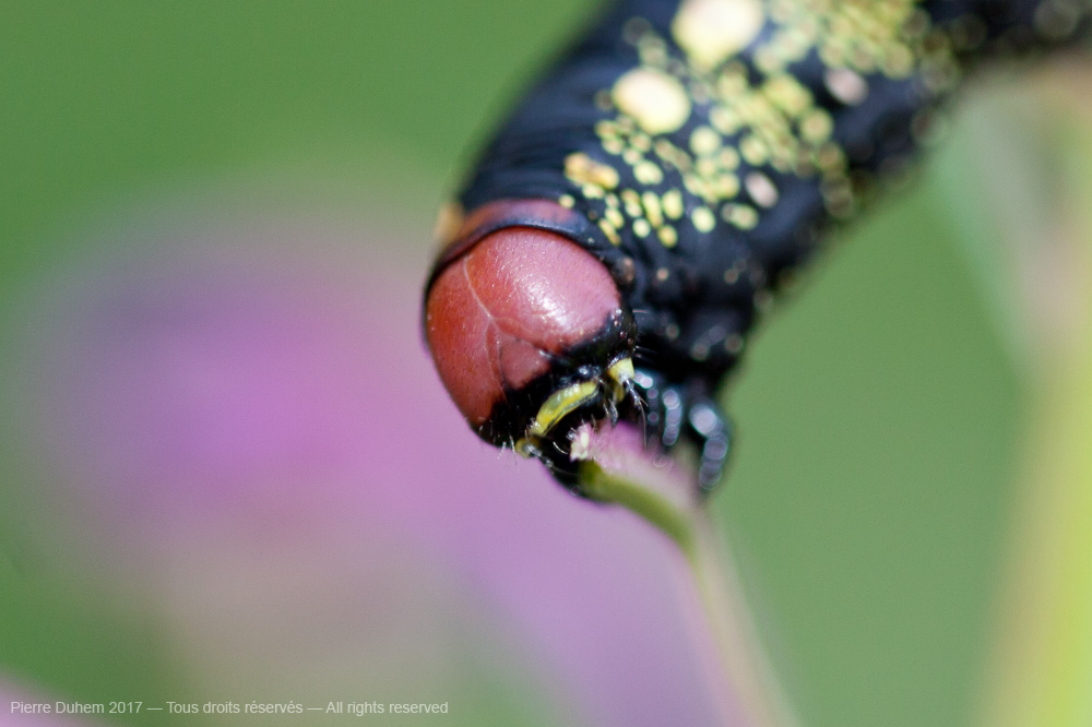 Hyles gallii