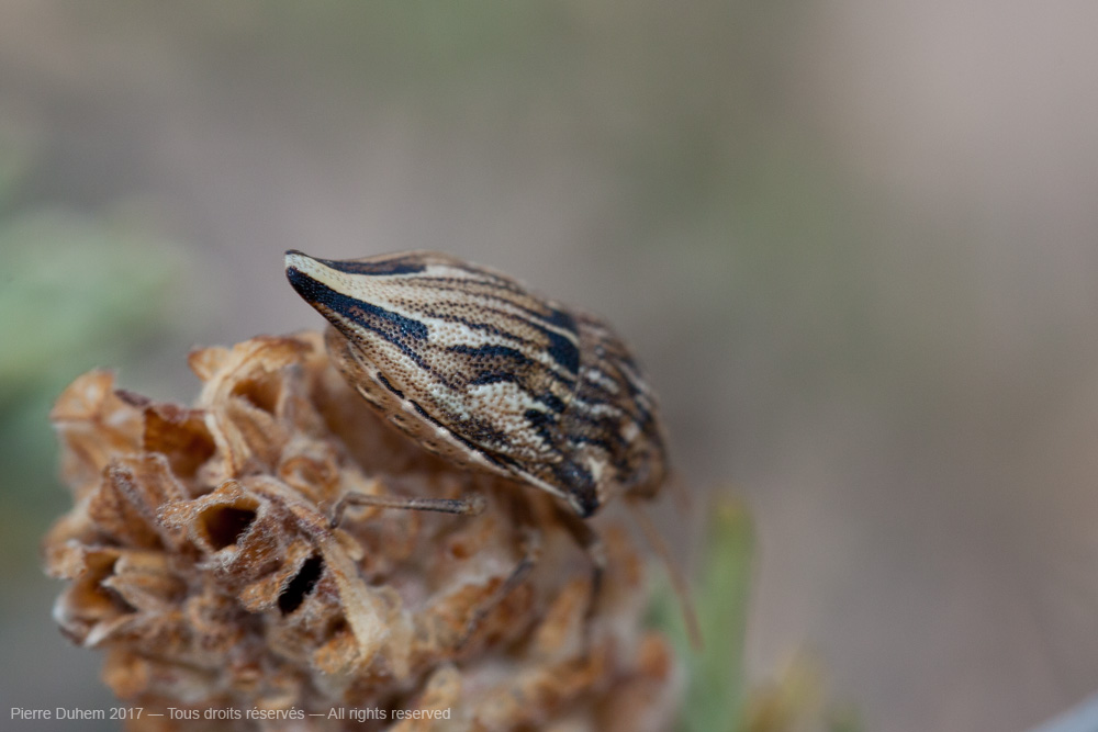 Odontotarsus caudatus