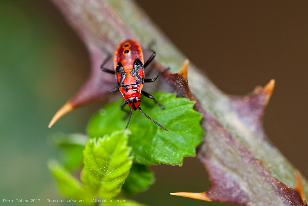Spilostethus pandurus