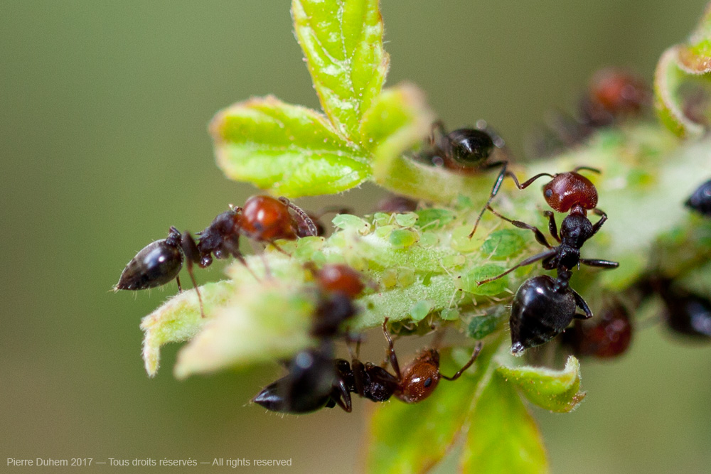 Aphis ruborum