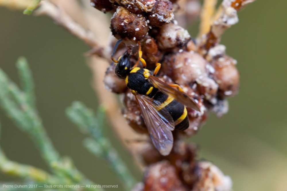 Stenodynerus fastidiosissimus laborans