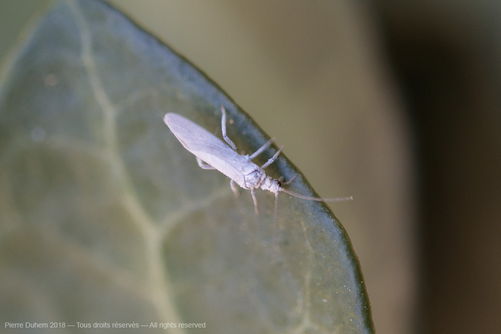 Aleuropteryx sp.