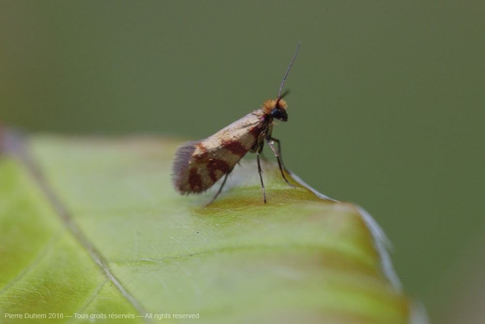 Micropterix tunbergella
