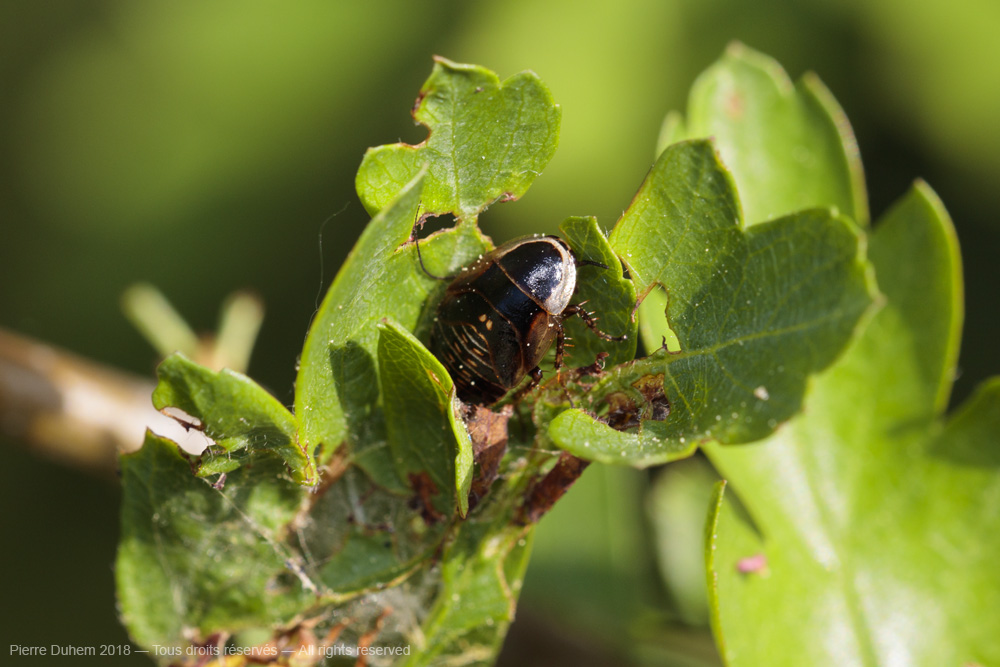 Ectobius sylvestris
