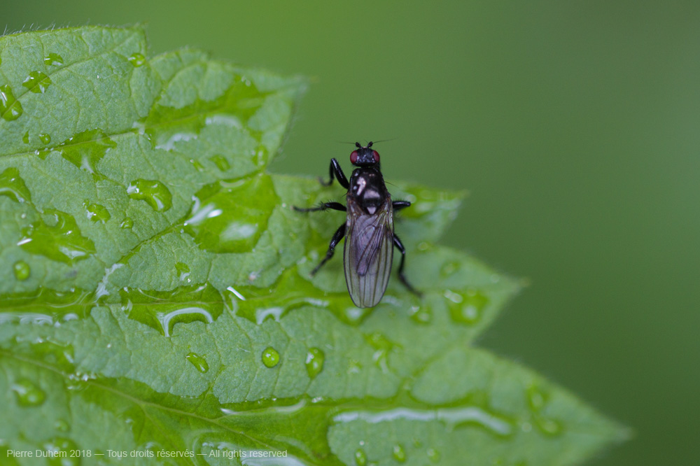 Crumomyia sp.