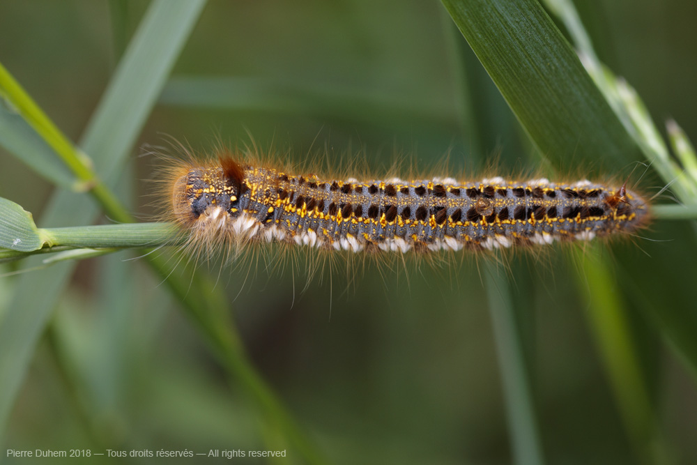 Euthrix potatoria