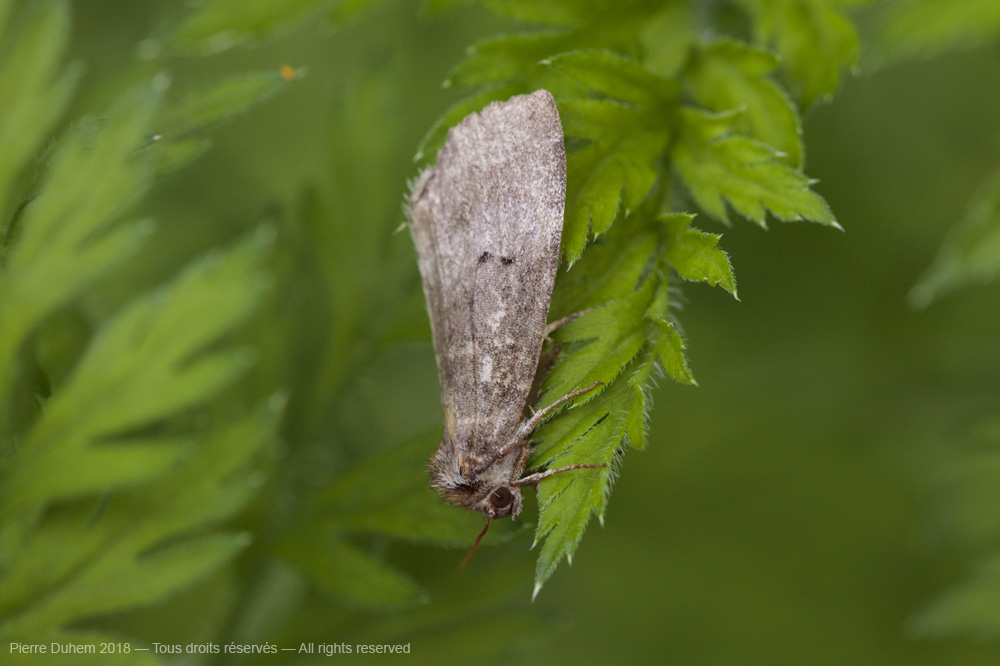 Ochropacha duplaris