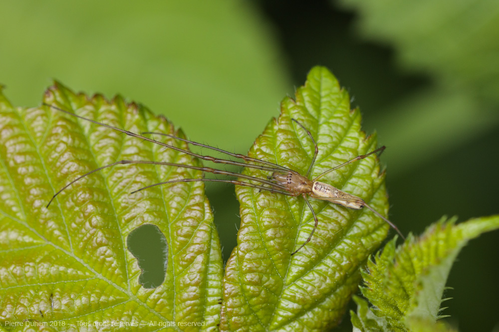 Tetragnatha sp.