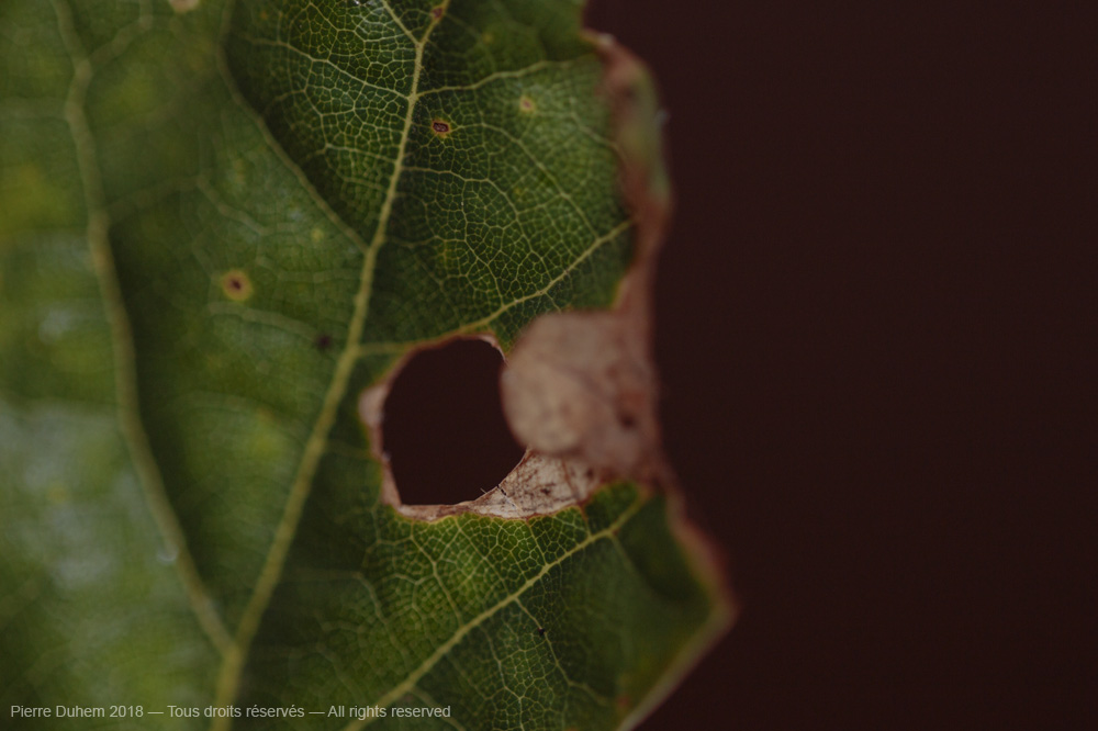Orchestes erythropus