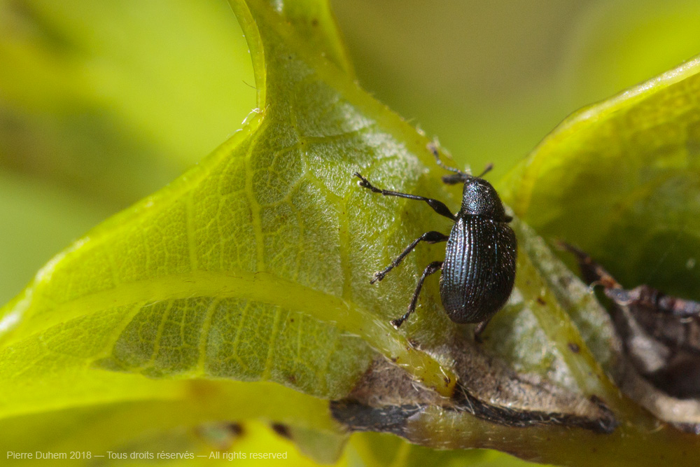 Neocoenorrhinus germanicus