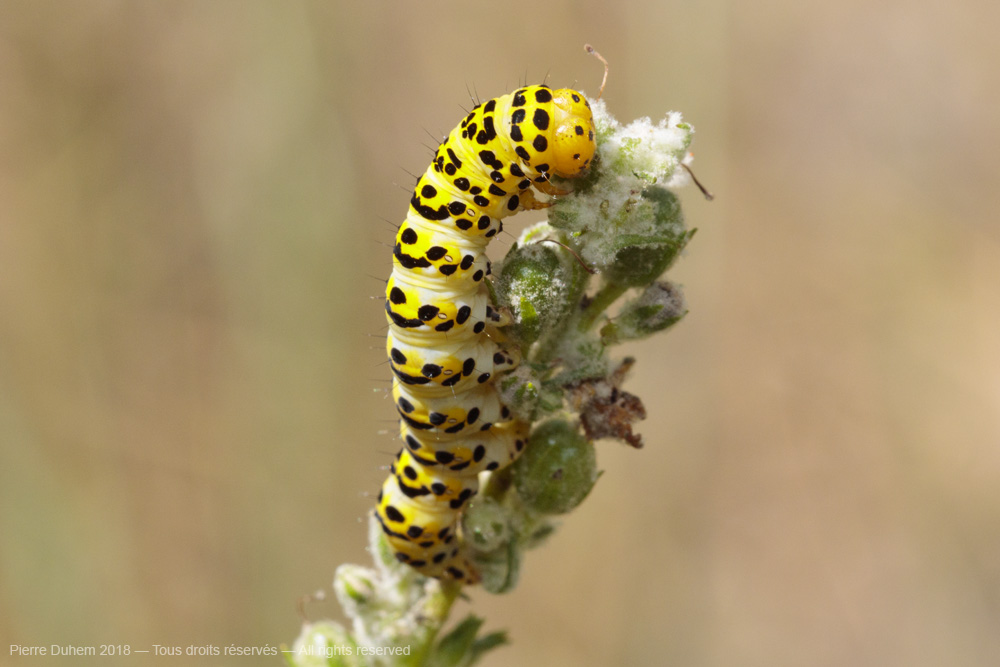 Cucullia lychnitis