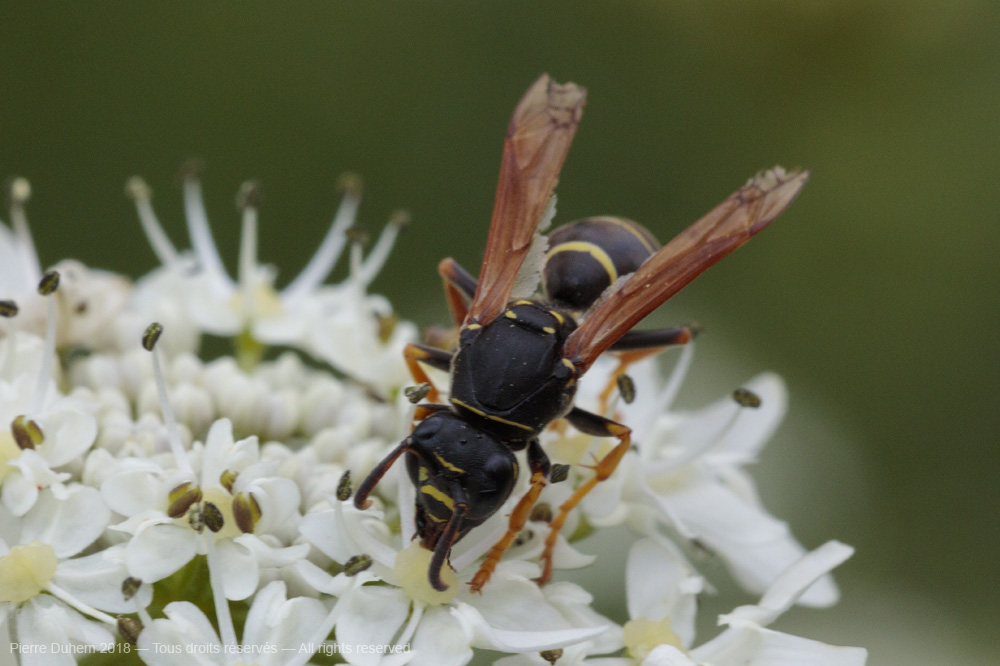 Odynerus sp.