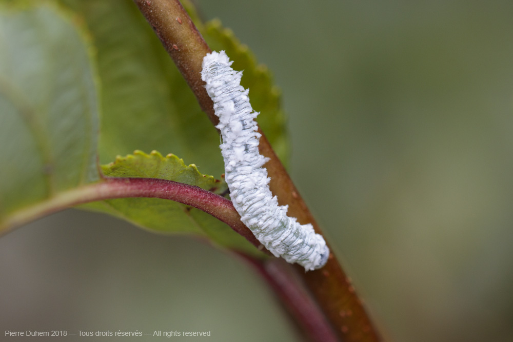 Eriocampa ovata