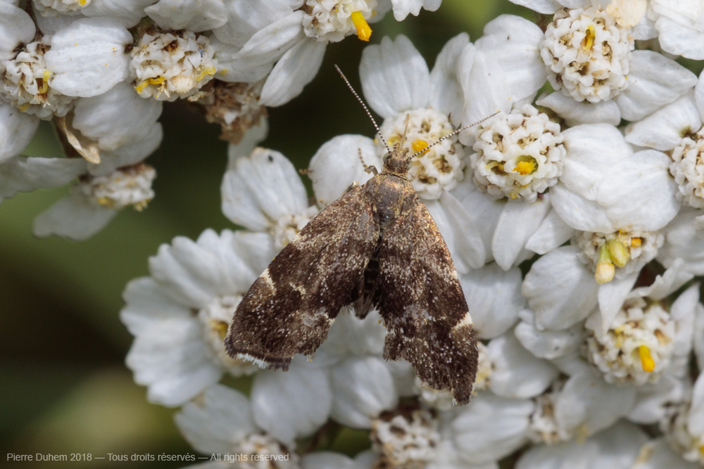 Anthophila fabriciana