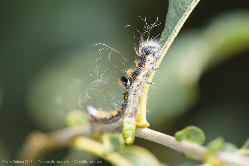 Acronicta tridens