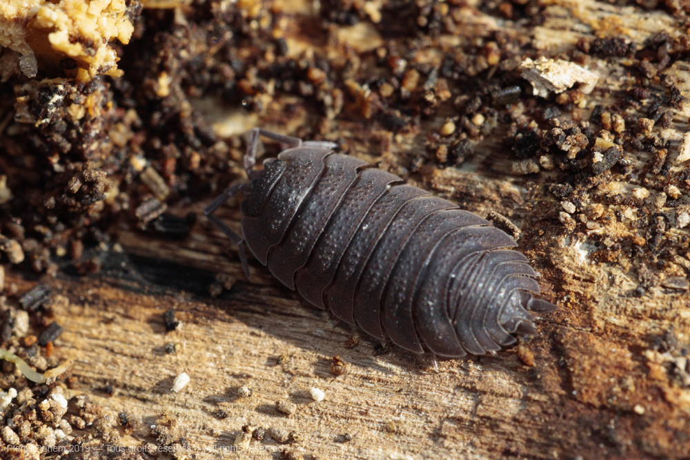 Porcellio scaber