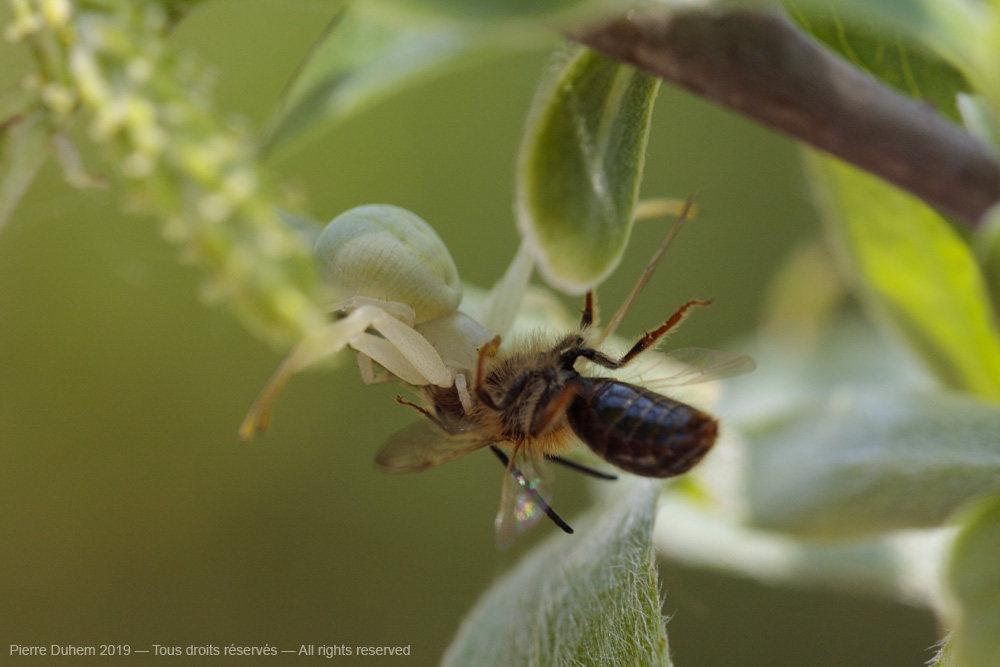 Misumena vatia