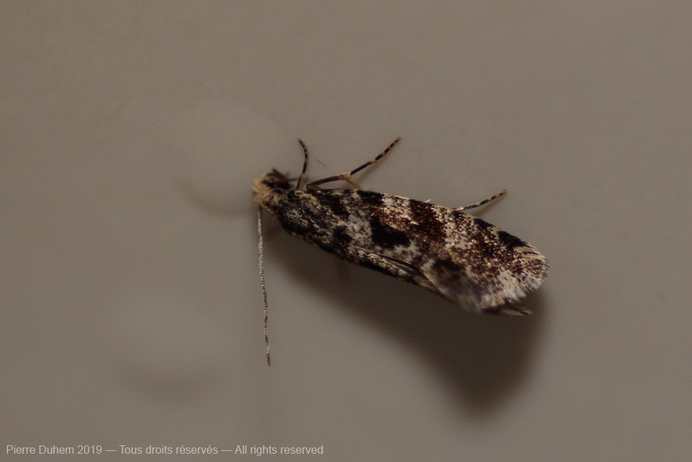 Nemapogon sp.