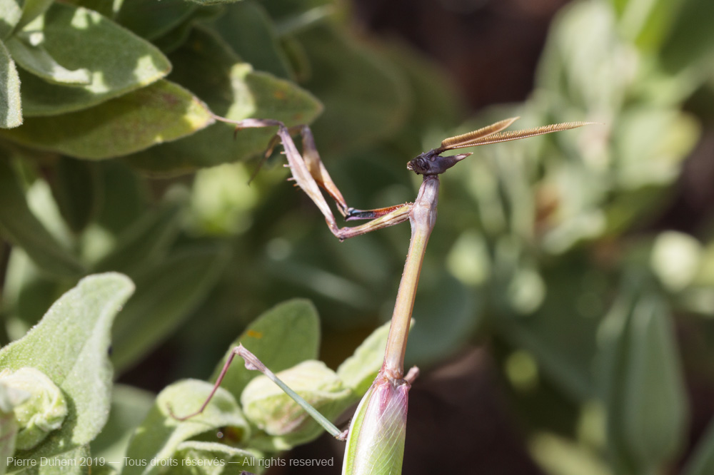 Empusa pennata
