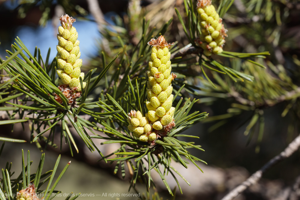 Pinus sylvestris