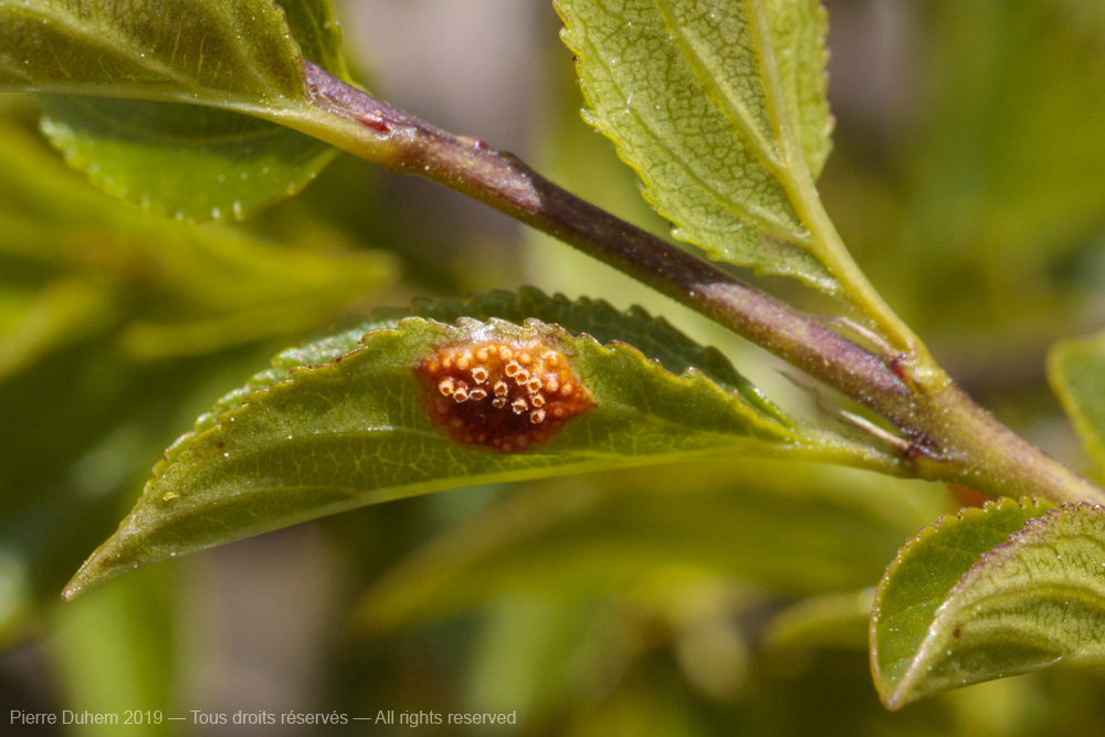 Puccinia sp.