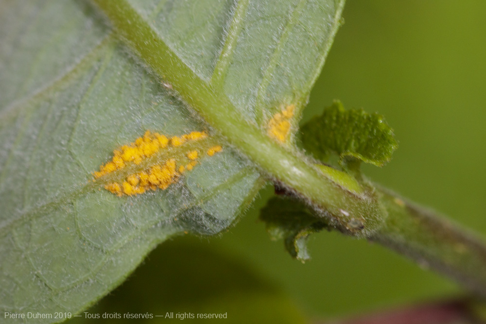 Melampsora euonymi-caprearum