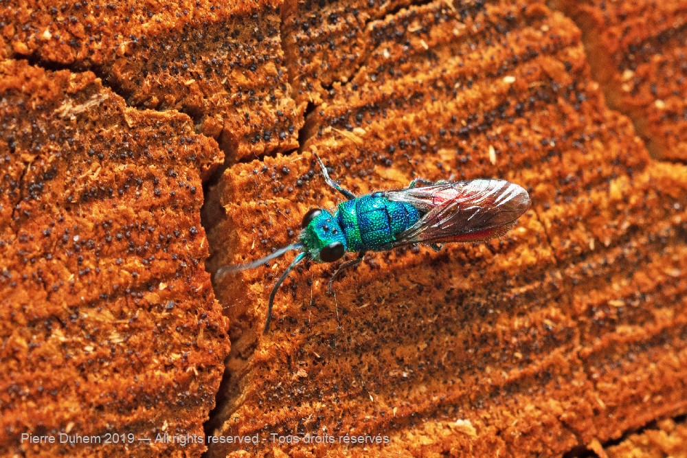 Chrysis terminata