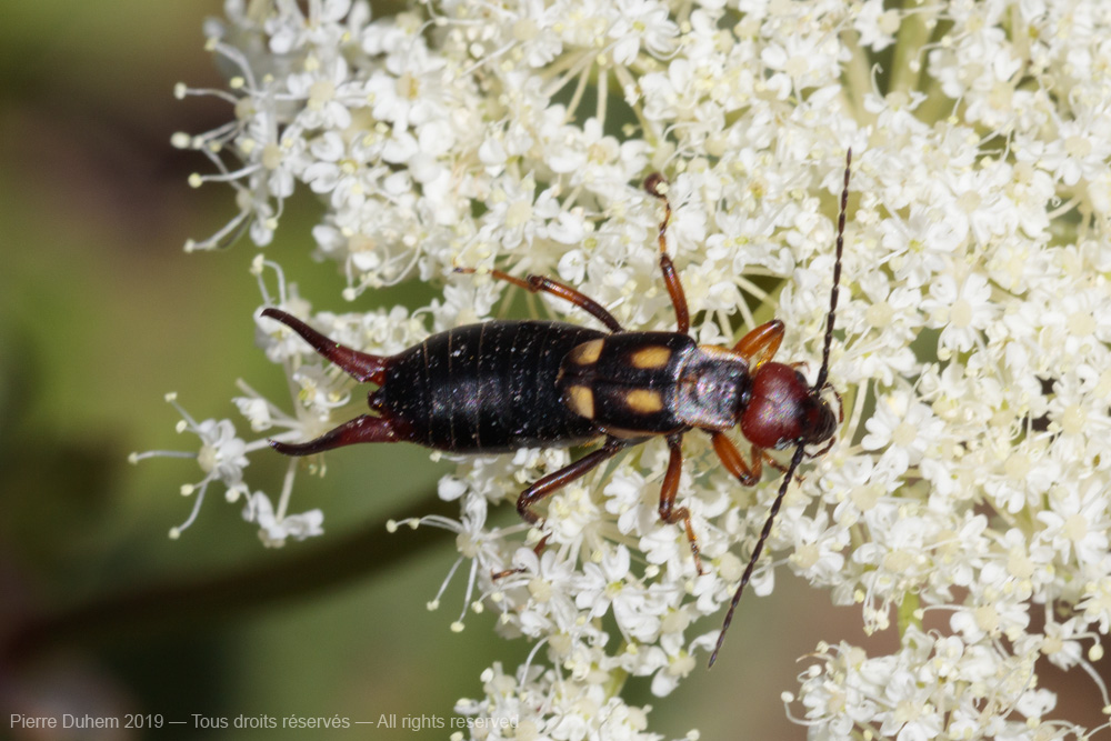 Anechura bipunctata
