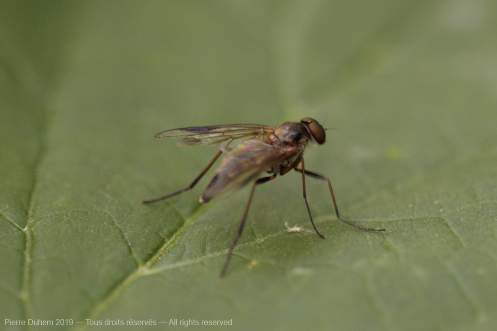Rhagio lineola