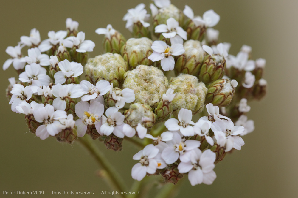 Aceria achilleae