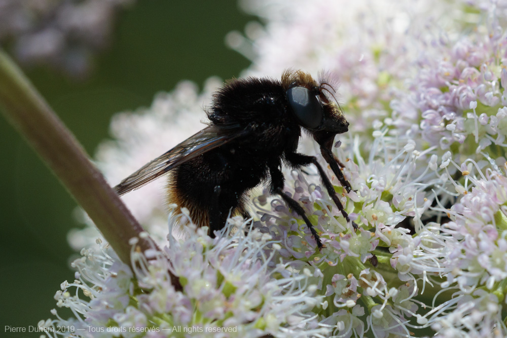 Volucella bombylans