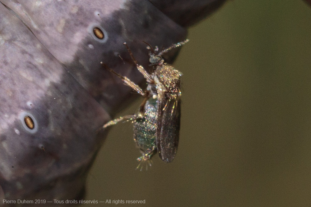 Forcipomyia fuliginosa