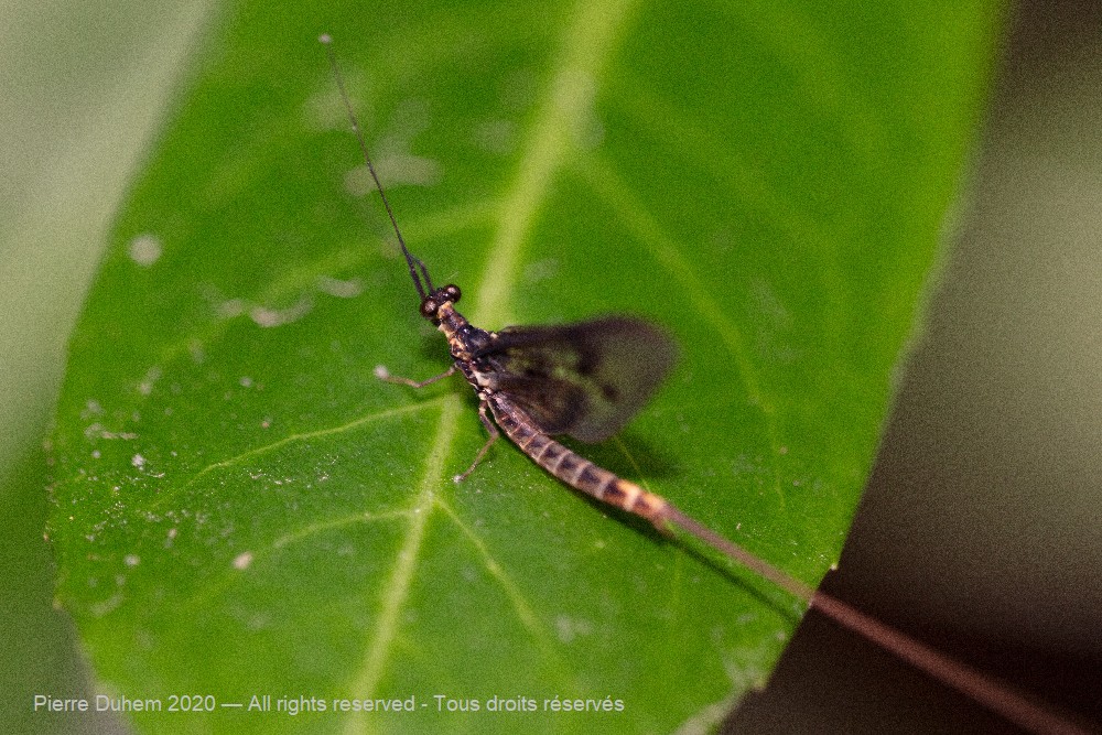 Ephemera vulgata