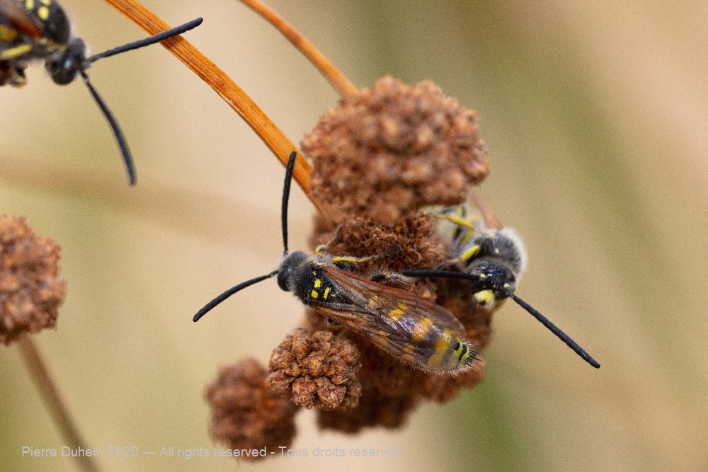 Scolia sexmaculata