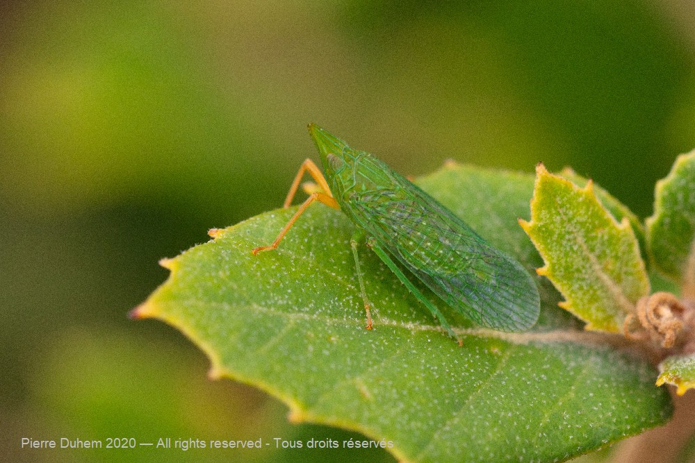 Dictyophara multireticulata