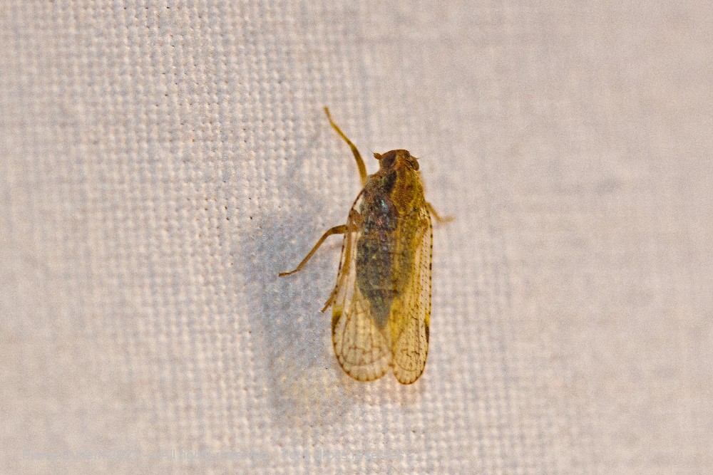 Cixius sp.