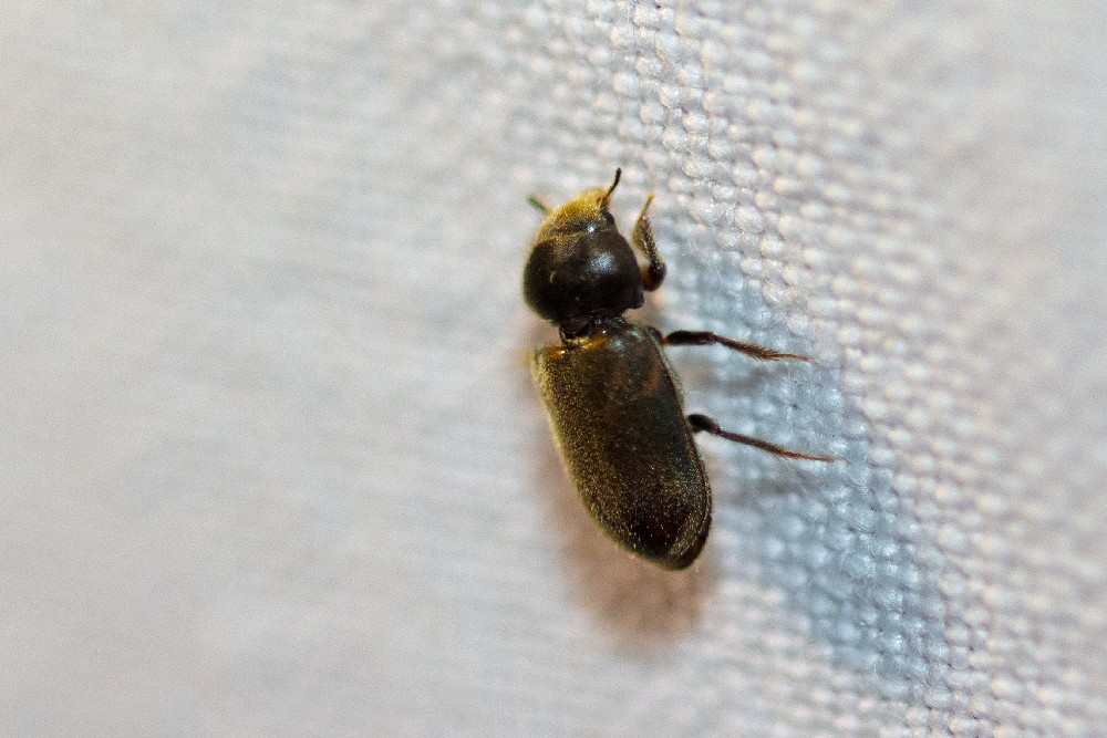 Heterocerus sp.