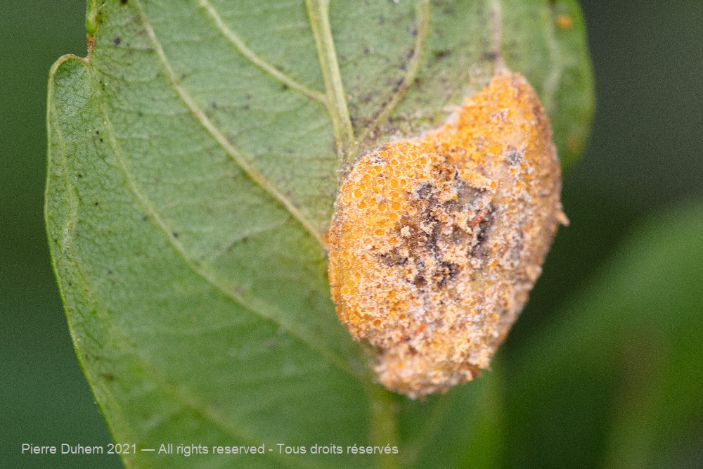 Puccinia coronata